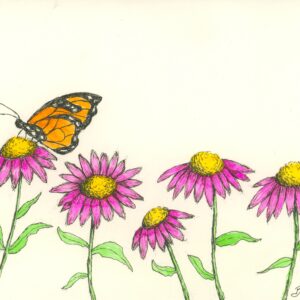 Cone Flowers (Echinacea)